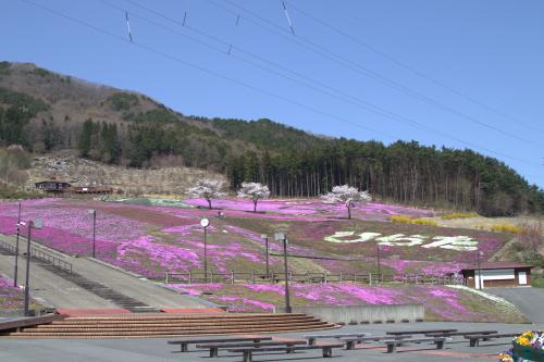 芝桜開花状況①