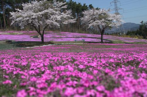 芝桜開花状況②