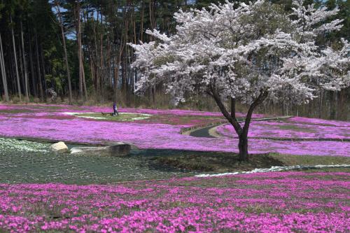 芝桜開花状況③
