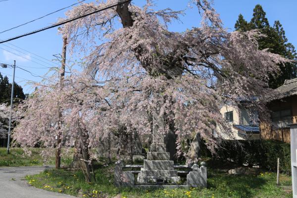 桜