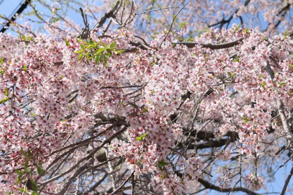 桜