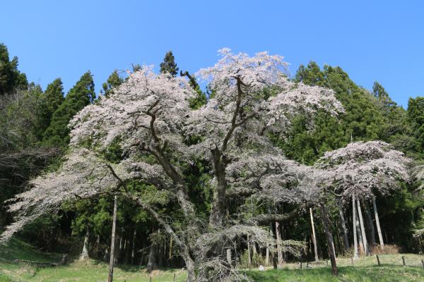 桜