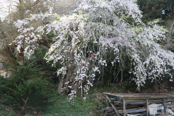 桜