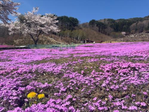 芝桜開花状況③
