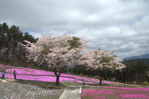 芝桜開花状況②