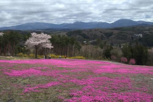 芝桜開花状況③