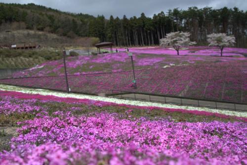 芝桜開花状況④