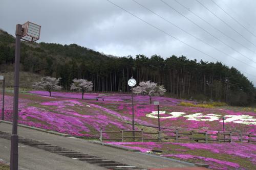 芝桜開花状況①