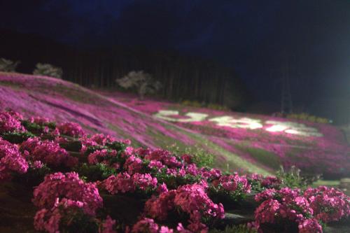 芝桜開花状況①