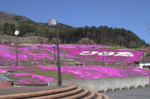 芝桜開花状況①