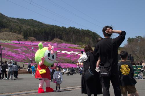 芝桜開花状況②