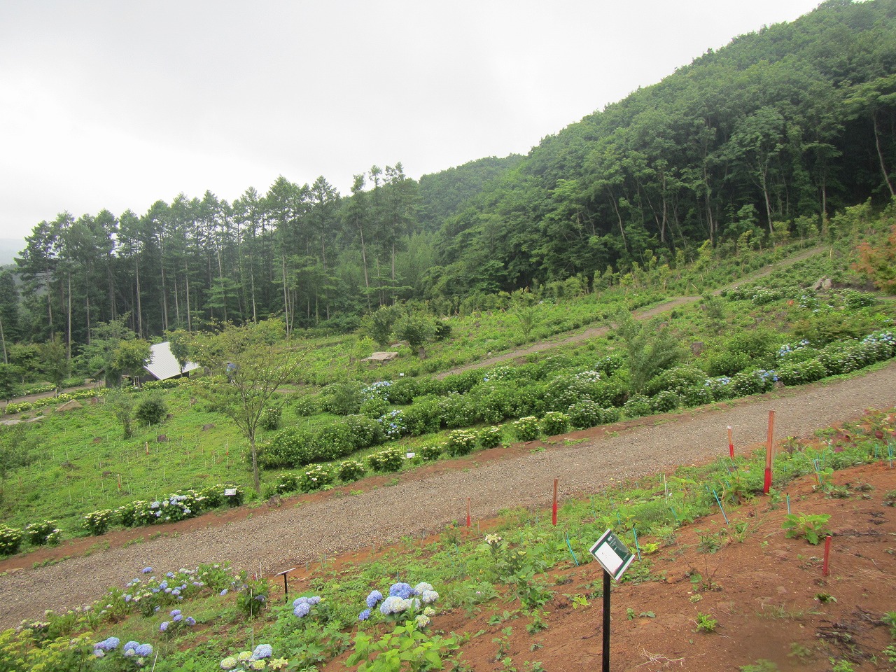 あじさい園　(3)上の休憩所から(2)の反対側の画像
