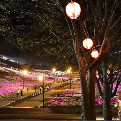 芝桜開花状況④