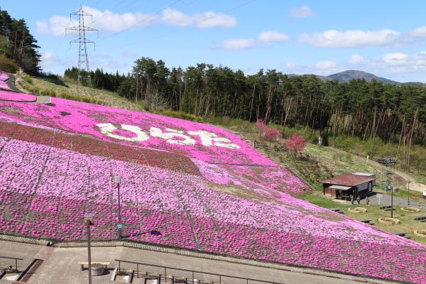 芝桜