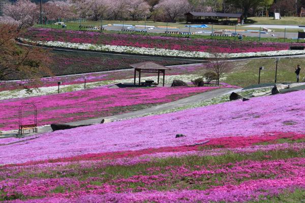 芝桜
