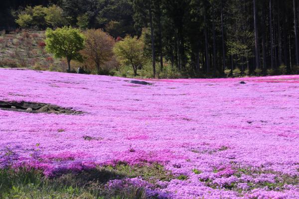 芝桜