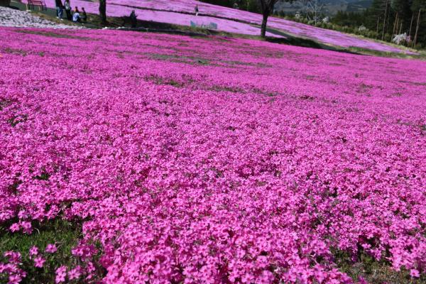 芝桜