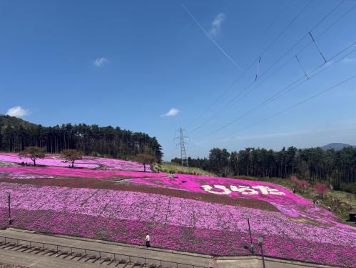 芝桜開花状況①