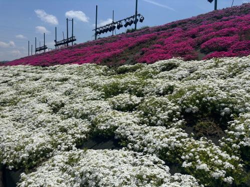 芝桜開花状況②