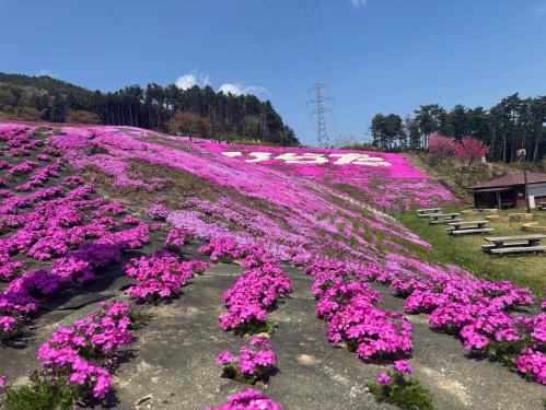 芝桜開花状況③