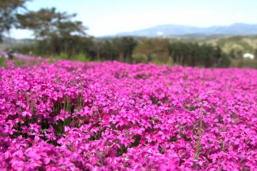 芝桜開花状況②