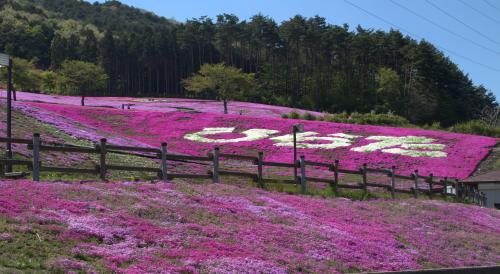 芝桜開花状況①