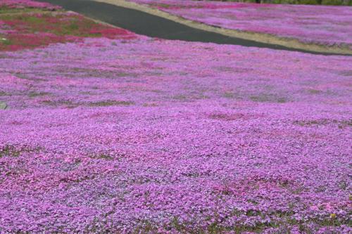 芝桜開花状況②