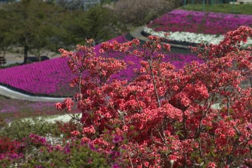 芝桜開花状況③