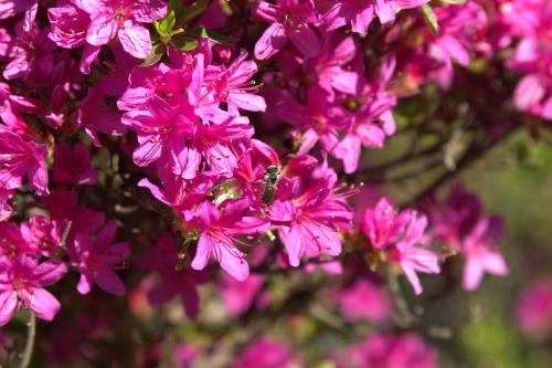 芝桜開花状況④