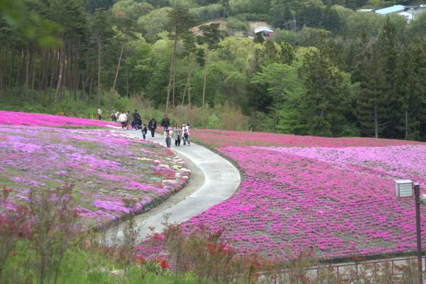 芝桜開花状況①