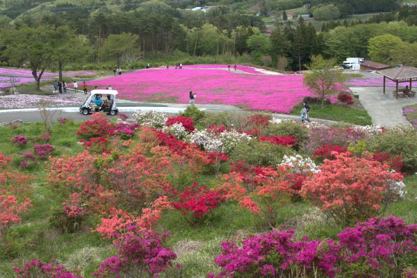 芝桜開花状況②