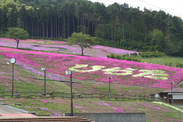 芝桜開花状況③