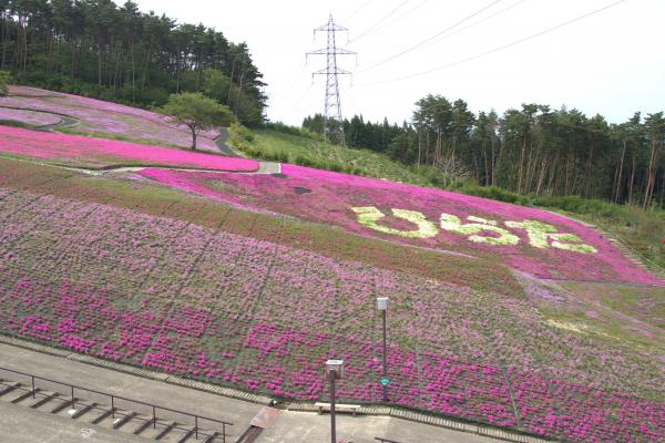芝桜開花状況④