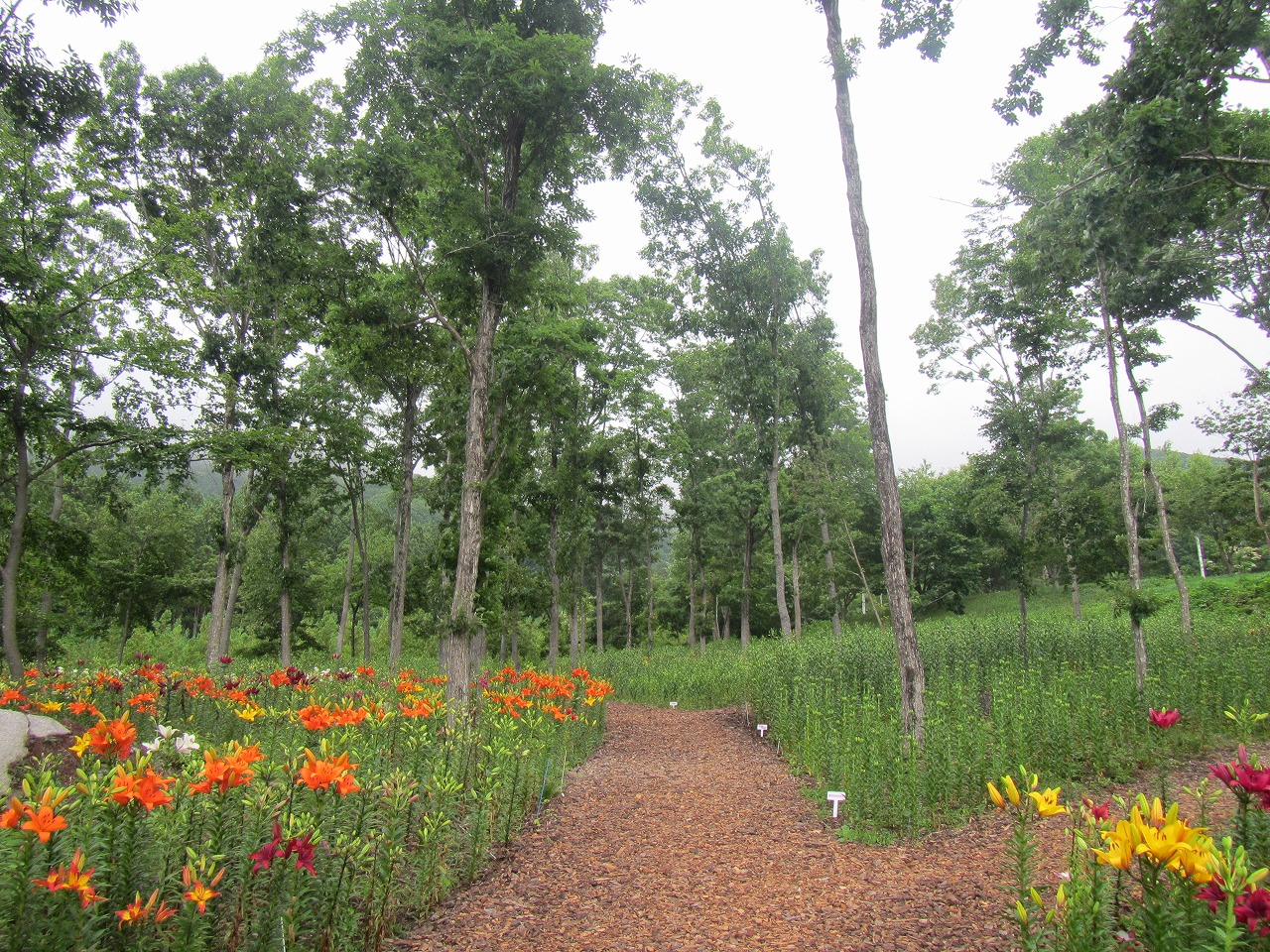 ゆり園　(5)入口付近の画像