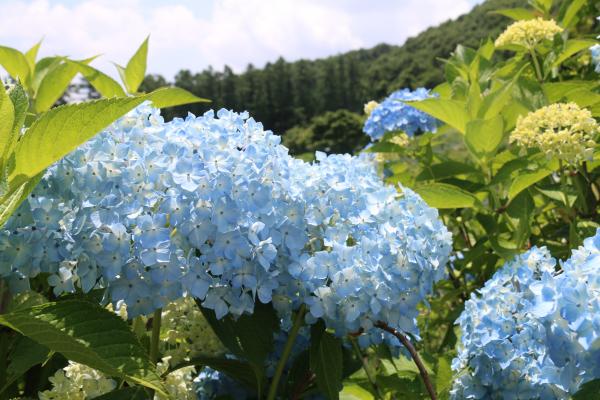 あじさい