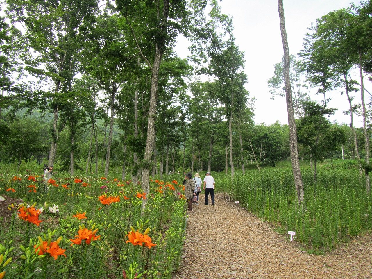 部分的に少し色づいてきたゆり園の画像