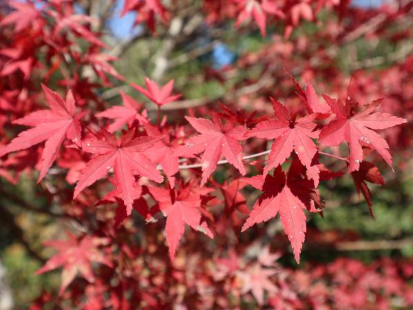 紅葉