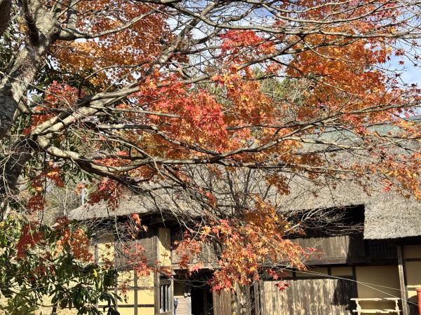 令和7年 平田村紅葉情報 - 平田村公式ホームページ