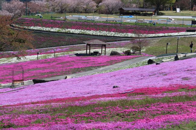 ジュピアランドひらた 2026芝桜まつり情報 - 平田村公式ホームページ