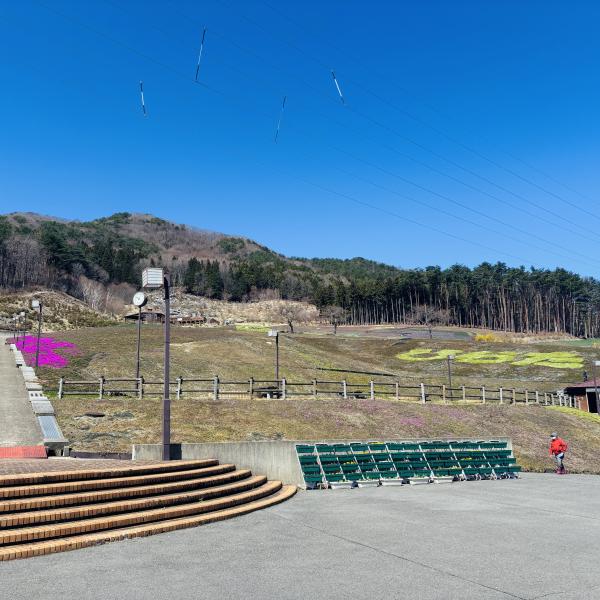 芝桜開花状況①