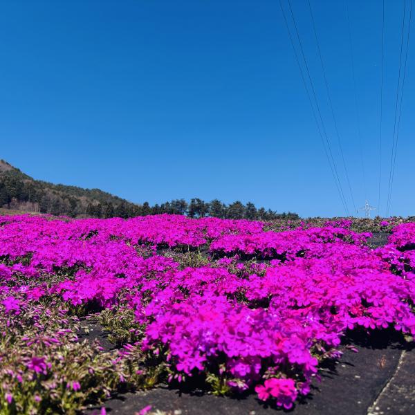 芝桜開花状況②