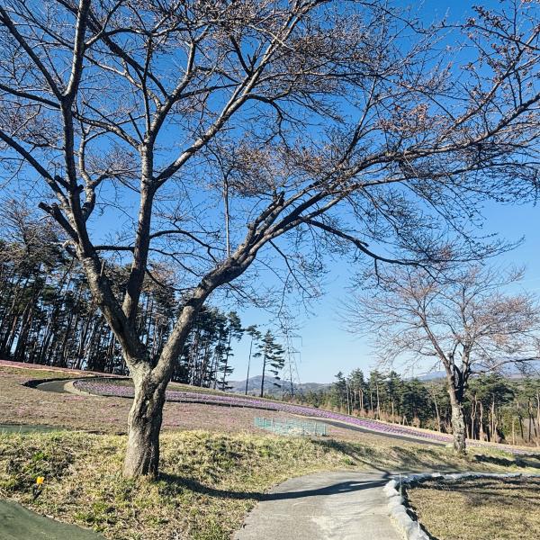 芝桜開花状況③