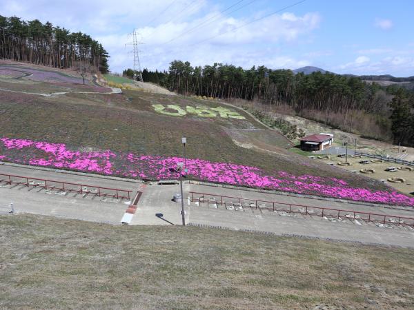 芝桜