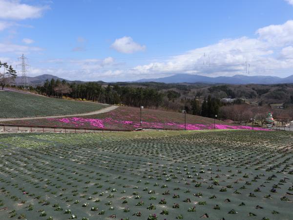芝桜
