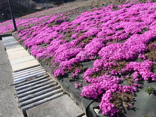 芝桜