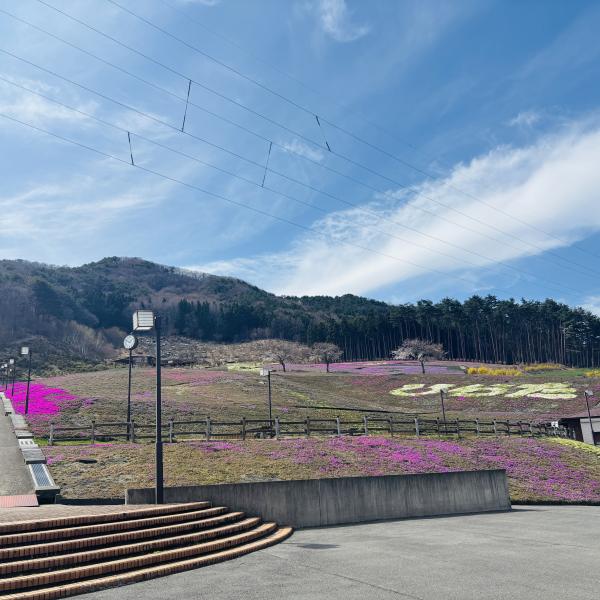 芝桜開花状況①