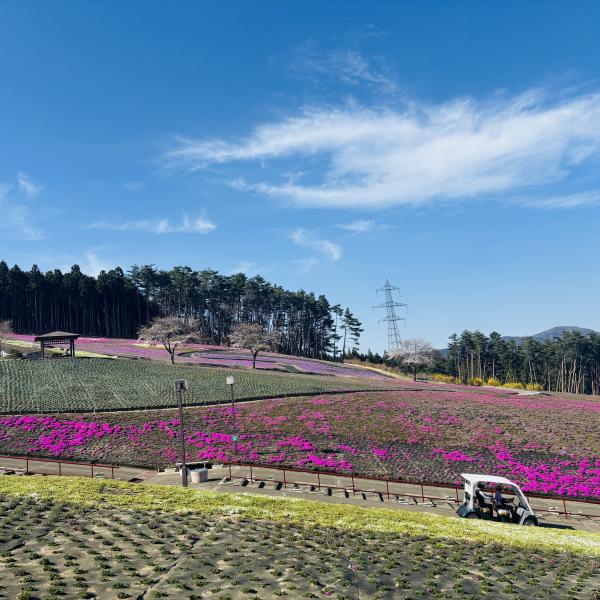 芝桜開花状況②