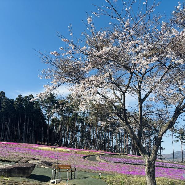 芝桜開花状況②