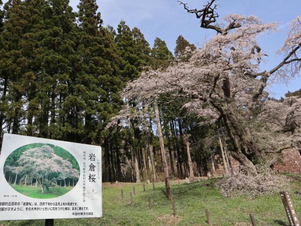 岩倉桜