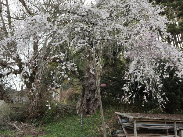 地蔵桜